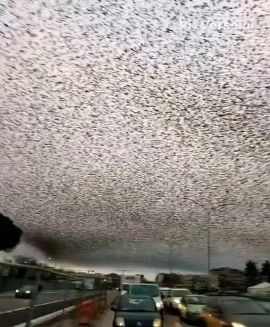 The Skies Are Speaking”: Rome’s Starling Murmurations Leave Residents Puzzled