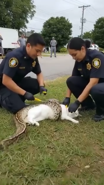 A stray cat jumped on my car and asked me to take her kittens home..