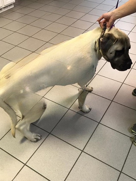 Dog Appears Injured, But Vet’s Closer Look Sparks Police Investigation