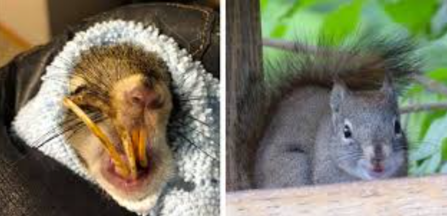 Squirrel With Enormous Tooth Gets a Second Chance Thanks to Compassionate Animal Lover