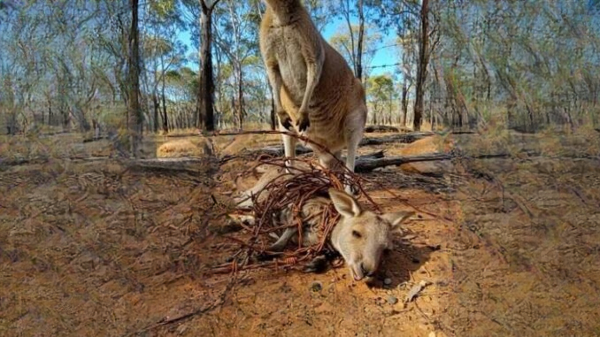 He Saved a Dying Baby Kangaroo. Months Later, It Returned the Favor by Saving His Life.