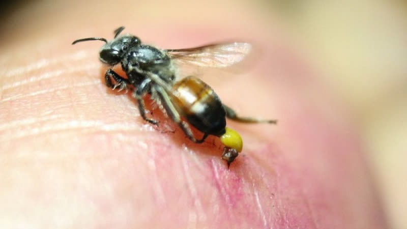 My Dad’s Bee Sting Remedy (Works in Under a Minute!)