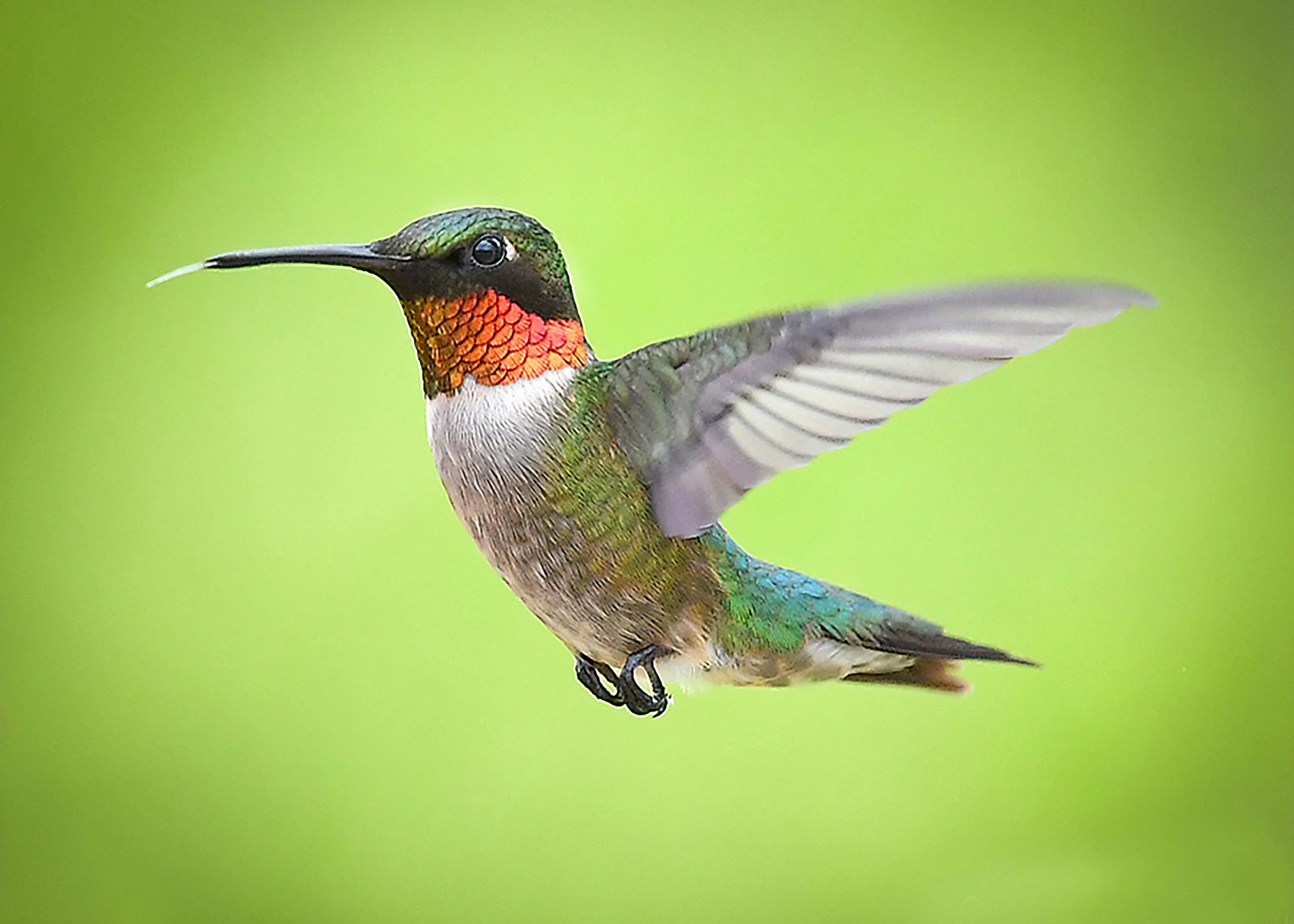 Did you know that when a hummingbird visits your home, it’s believed to carry a special message?