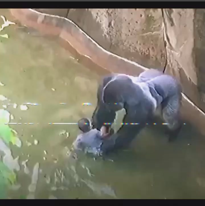 Harambe’s Final Moments: What Experts Discovered in the Footage Left Everyone Stunned