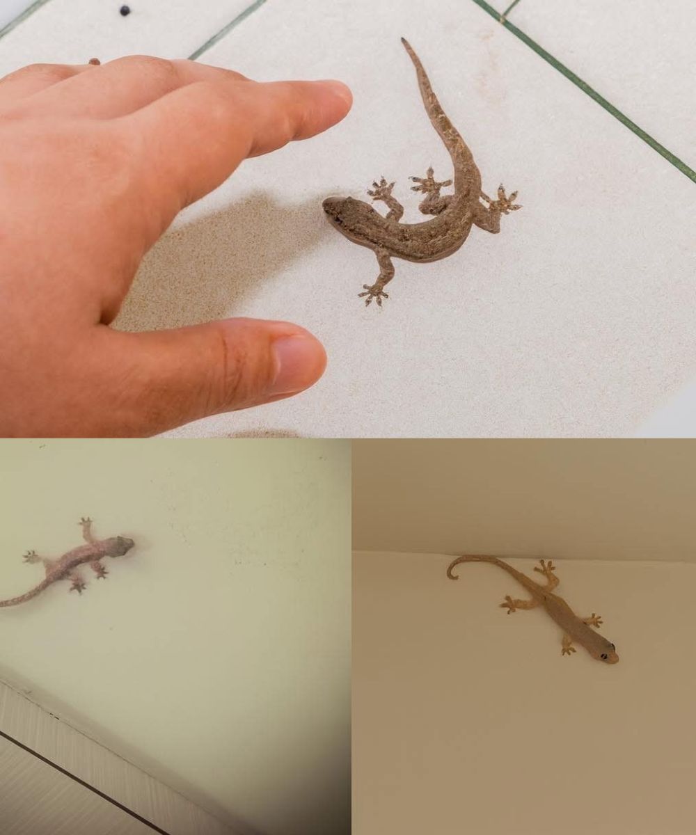 The Meaning Behind a Lizard Visiting Your Home